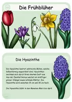 Vorschau - Arbeitsblätter - Wissenskartei / Lese- und Abschreibkartei Frühblüher - Seite 3