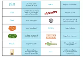 Vorschau - Spiele - Organisationsstufen – Domino Spiel - Seite 3
