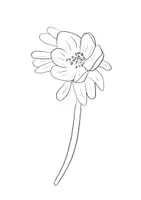 Vorschau - Mal- und Bastelvorlagen - Ausmalbilder: Frühblüher & Frühlingsblumen - Seite 3