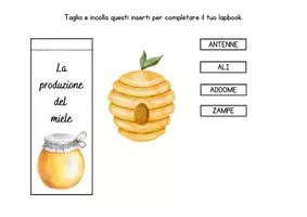 anteprima - Altro tipo di materiale - Lapbook api da stampare in PDF - Pagina 3