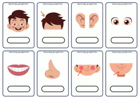 anteprima - Flashcard - IL CORPO UMANO - Pagina 1