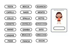 anteprima - Flashcard - IL CORPO UMANO - Pagina 2