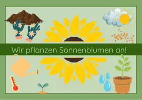 Vorschau - Bildkarten - Wir pflanzen Sonnenblumen an! - Seite 1
