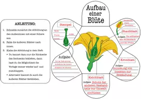 Vorschau - Arbeitsblätter - Aufbau einer Blüte Arbeitsblatt Klasse 5–7 – Blütenaufbau einfach erklärt (Biologie, mit Lösungen) - Seite 3