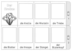 Vorschau - Unterrichtsreihen - Frühblüher - Lebenszyklus des Krokus - Seite 1