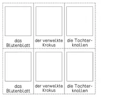 Vorschau - Unterrichtsreihen - Frühblüher - Lebenszyklus des Krokus - Seite 2