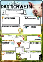 Vorschau - Arbeitsblätter - Das Schwein Steckbrief | Nutztiere - Säugetiere Projekt - Seite 3