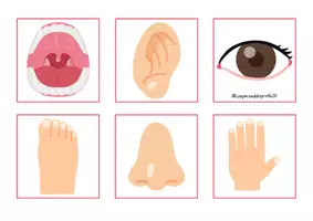 Vista previa - Unidades / Secuencias / Situaciones de Aprendizaje - Tarjetas para observar: el cuerpo y el hospital. - página 3