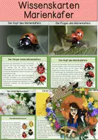 Vorschau - Text - Marienkäfer - differenzierte Wissenskarten/ Silbenschrift - Deckblatt