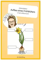 Vorschau - Arbeitsblätter - Arbeitsblätter Aufbau eines Frühblühers - 2-fach differenziert - Deckblatt