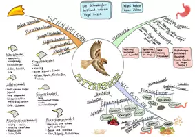 Vorschau - Merkblätter - Mindmap Vögel Nahrung und Schnabelform - Seite 2