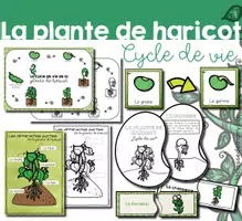 Aperçu - Affichage - Plante de haricot - Cycle de vie - Pack 2 - Page de couverture