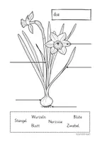 Vorschau - Arbeitsblätter - Frühblüher beschriften - Seite 1