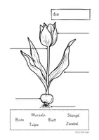 Vorschau - Arbeitsblätter - Frühblüher beschriften - Seite 3