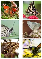 Vorschau - Text - Schmetterling - Wissenskarten für Leseanfänger -Silbenschrift - Seite 1