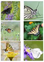 Vorschau - Text - Schmetterling - Wissenskarten für Leseanfänger -Silbenschrift - Seite 3