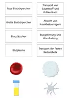 Vorschau - Arbeitsblätter - Blutbestandteile und ihre Aufgaben: Sicherungstabelle mit Wortkärtchen - Deckblatt