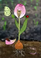 Vorschau - Test - Aufbau der Tulpe - Frühling, Sachunterricht, Biologie Test - Seite 1