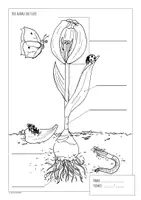 Vorschau - Test - Aufbau der Tulpe - Frühling, Sachunterricht, Biologie Test - Seite 2