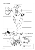 Vorschau - Test - Aufbau der Tulpe - Frühling, Sachunterricht, Biologie Test - Seite 3