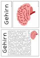 Vorschau - Fördermaterial/Inklusion - meine Organe - Bildkarten und Erklärungen - Seite 1