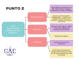 Vista previa - Unidades / Secuencias / Situaciones de Aprendizaje - Clasificación de las plantas según sus características - página 2
