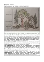 Vorschau - Arbeitsblätter - Die Stockwerke des Waldes - Sprachsensible Arbeitsblätter - Deckblatt