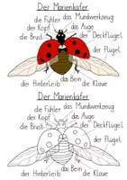 Vorschau - Arbeitsblätter - Körperteile des Marienkäfers - Tafelbild & Arbeitsblatt - Deckblatt