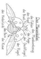 Vorschau - Arbeitsblätter - Körperteile des Marienkäfers - Tafelbild & Arbeitsblatt - Seite 2