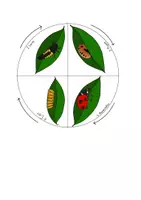 Vorschau - Arbeitsblätter - Entwicklungsstadien Marienkäfer - Tafelbilder + Bastelvorlage - Seite 3