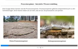 Vorschau - Stundenentwürfe - Megapaket Eichenprozessionsspinner/Mimese/Nachtfalter/Motten - Seite 3
