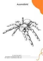 Vorschau - Arbeitsblätter - 16 Ausmalbilder: SPINNE (plus Schreibanlass) - Seite 3