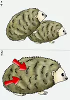 Vorschau - Arbeitsblätter - Lesespaziergang Der Igel (Klassen 2 bis 4) - Seite 2