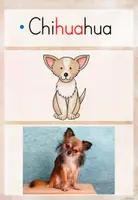 Vorschau - Präsentationen/Tafelbilder - Hunde: Bild- und Wortkarten / Tafelmaterial (2./3.Kl.) - Seite 3