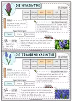Vorschau - Unterrichtsreihen - Wissenskartei Frühblüher | Steckbriefe Frühlingsblumen - Seite 3