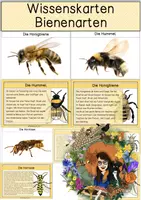 Vorschau - Text - Differenzierte Wissenskarten - Verwandte der Bienen - Deckblatt