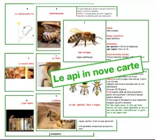 anteprima - Altro tipo di materiale - Alla scoperta del mondo delle api in nove carte - Pagina di copertina