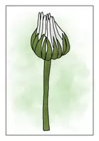 Vorschau - Präsentationen/Tafelbilder - Tafelmaterial - Das Öffnen der Blüte des Gänseblümchen - Seite 2