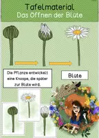 Vorschau - Präsentationen/Tafelbilder - Tafelmaterial - Das Öffnen der Blüte des Gänseblümchen - Deckblatt