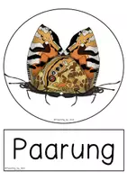 Vorschau - Präsentationen/Tafelbilder - Tafelmaterial - Lebenszyklus Schmetterling - Seite 1