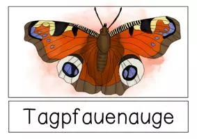 Vorschau - Präsentationen/Tafelbilder - Tafelmaterial - Schmetterlingsarten - Seite 1