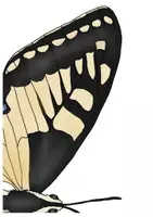 Vorschau - Präsentationen/Tafelbilder - Tafelmaterial Körperbau Schmetterling - Schwalbenschwanz/Distelfalter - Seite 1