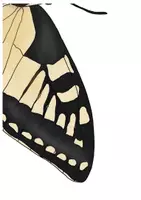 Vorschau - Präsentationen/Tafelbilder - Tafelmaterial Körperbau Schmetterling - Schwalbenschwanz/Distelfalter - Seite 2