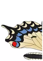 Vorschau - Präsentationen/Tafelbilder - Tafelmaterial Körperbau Schmetterling - Schwalbenschwanz/Distelfalter - Seite 3