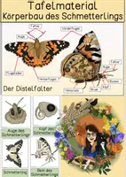 Vorschau - Präsentationen/Tafelbilder - Tafelmaterial Körperbau Schmetterling - Schwalbenschwanz/Distelfalter - Deckblatt