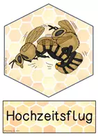 Vorschau - Präsentationen/Tafelbilder - Tafelmaterial - Der Lebenszyklus einer Biene - Seite 1