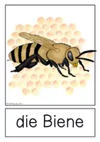 Vorschau - Präsentationen/Tafelbilder - Tafelmaterial - Biene - Seite 1
