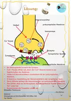 Vorschau - Unterrichtsreihen - Neurobiologie: "Lass´ dich nicht K.O. tropfen!" - Seite 3