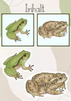 Vorschau - Stundenentwürfe - Tafelbild: Frosch oder Kröte? - Seite 2