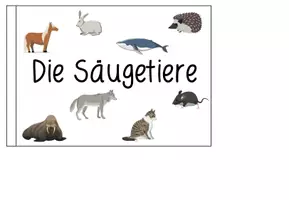 Vorschau - Arbeitsblätter - SÄUGETIERE - Flipbook - Seite 2